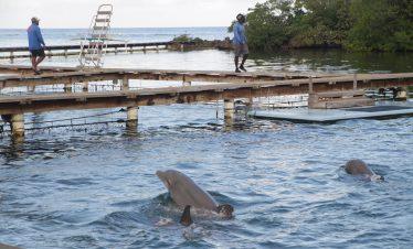 Reef, Mangrove & Dolphin Snorkel