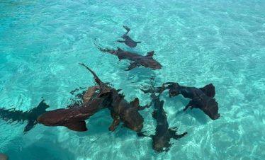 Shark Snorkeling Adventure