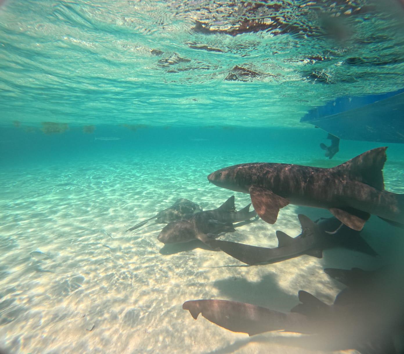 Rosales%20Tours%20Roatan